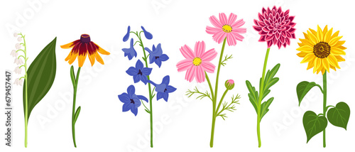 vector drawing flowers at white background, hand drawn botanical illustration