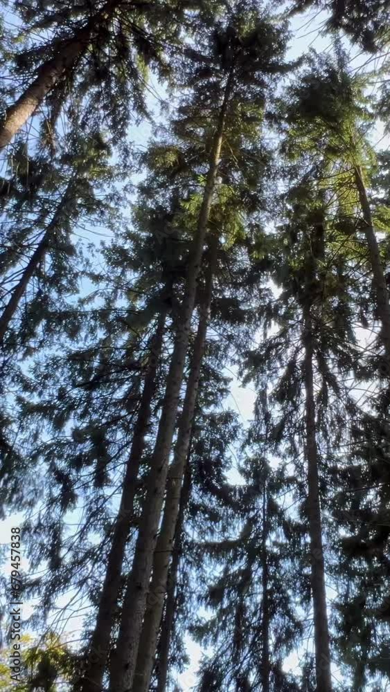 Giant trees in a coniferous forest. Summer time. Slow motion. Vertical video Giant trees in a coniferous forest. Summer time. Slow motion. Vertical video