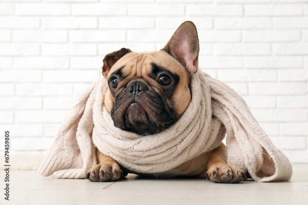 Cute French bulldog with scarf against white brick wall