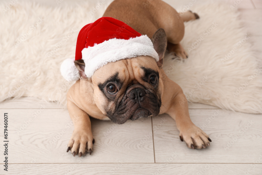 Cute French bulldog in Santa hat at home