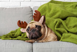 Cute French bulldog in reindeer horns and plaid on sofa at home