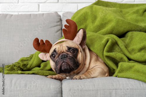 Cute French bulldog in reindeer horns and plaid on sofa at home © Pixel-Shot