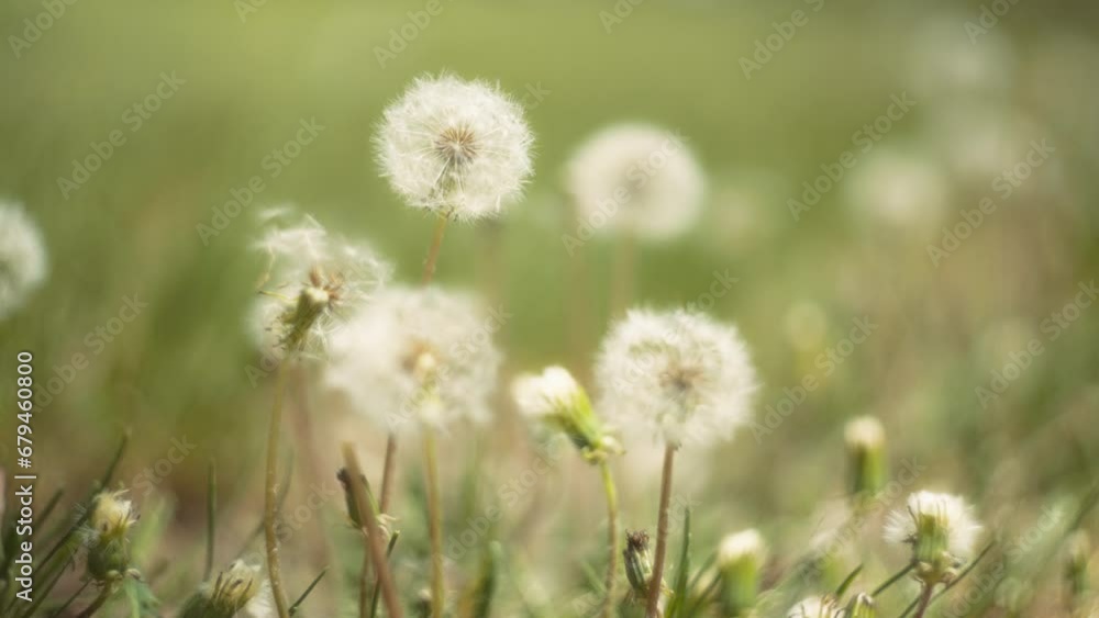 Fluffy white dandelions growing on the ground in spring. Slow motion. Fluffy white dandelions growing on the ground in spring. Slow motion.