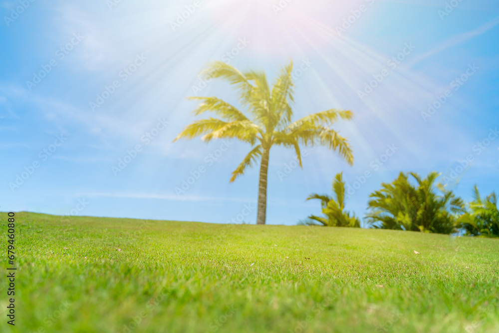 Fototapeta premium Green grass field with palm tree and blue sky on background