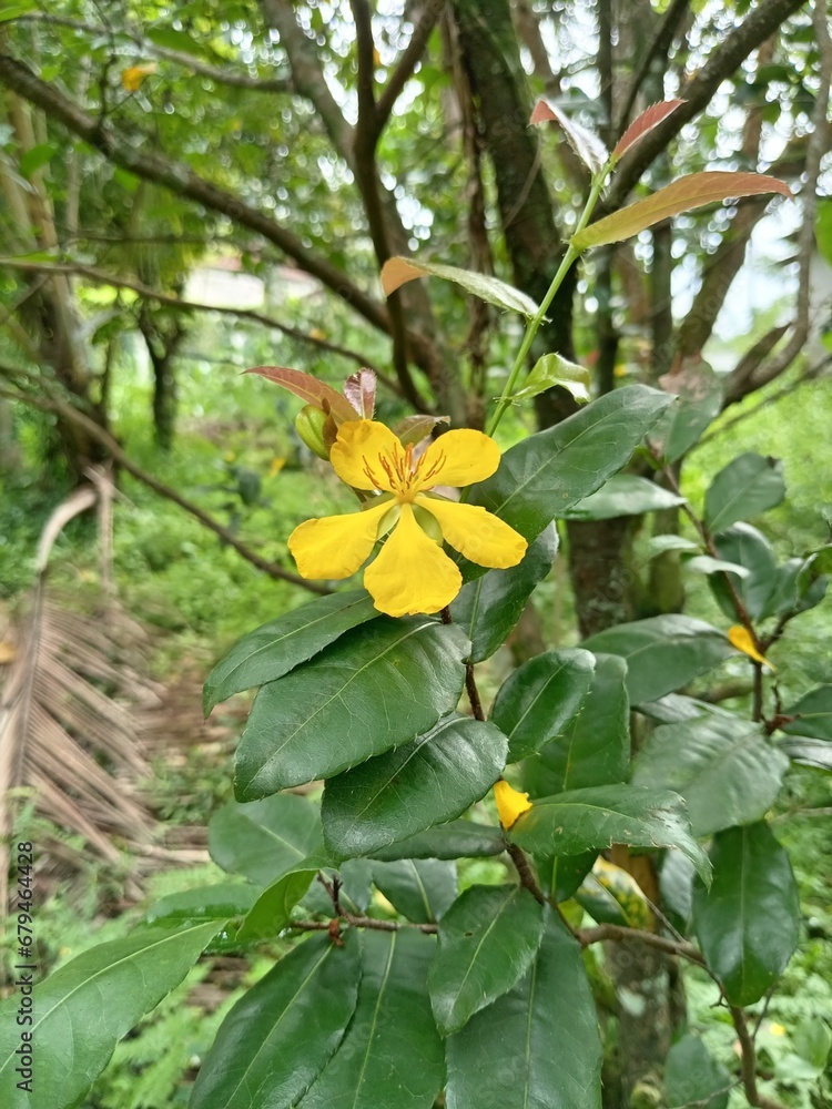Fototapeta premium yellow flower in the garden