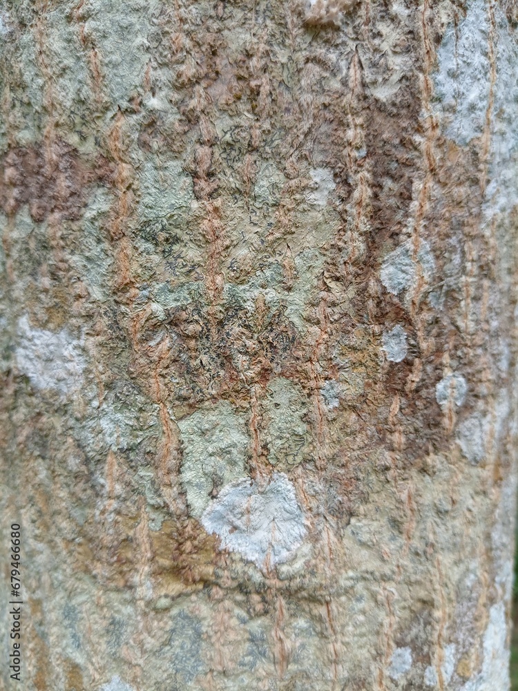 Obraz premium texture