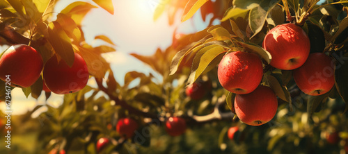 Apples on a tree near the sun in an orchard, featuring UHD image quality, red and emerald tones, farm security administration aesthetics, and lush landscape backgrounds.