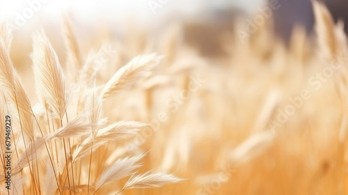 A dry grass and summer season  soft golden bokeh background
