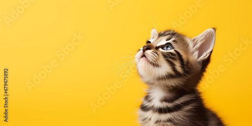 Kitten looking up at yellow background photo