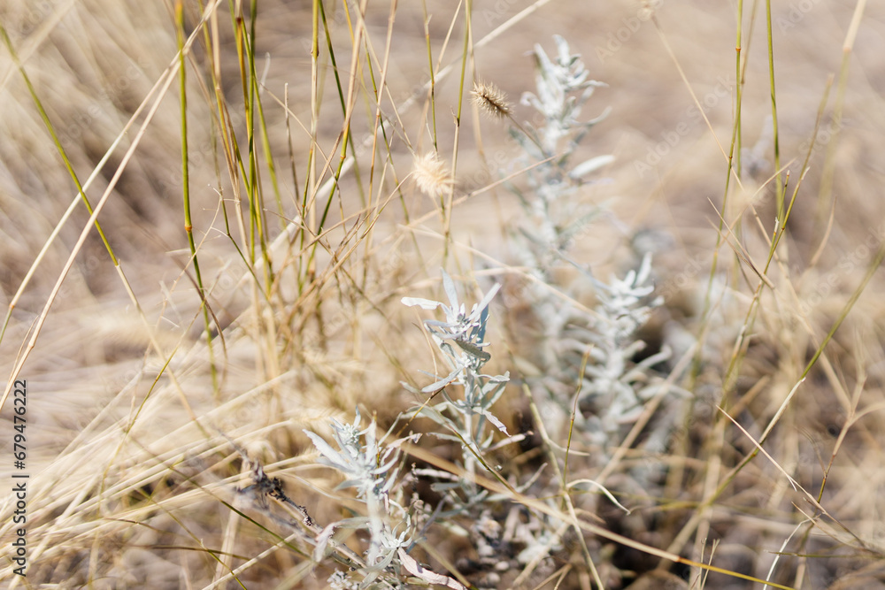 Fototapeta premium Dry grass, cacti, desert plants close-up
