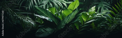 closeup view of tropical climate plants.tropical plant background with dark natural look. #679477261