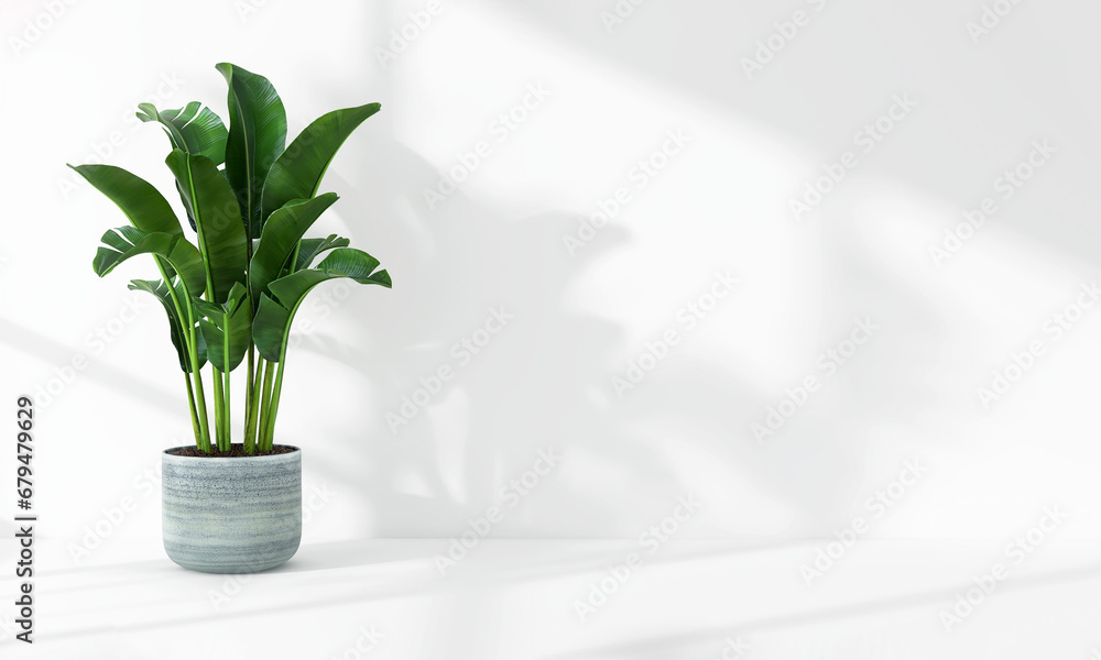 Green tropical banana tree plant in sunlight, soft shadow on white wall room for luxury organic cosmetic, skincare, body care, beauty product background, interior design decoration 3D Green tropical banana tree plant in sunlight, soft shadow on white wall room for luxury organic cosmetic, skincare, body care, beauty product background, interior design decoration 3D