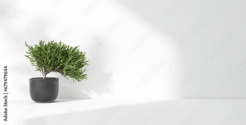 Green tropical tree plant in sunlight, soft shadow on white wall room for luxury organic cosmetic, skincare, body care, beauty product background, interior design decoration 3D Green tropical tree plant in sunlight, soft shadow on white wall room for luxury organic cosmetic, skincare, body care, beauty product background, interior design decoration 3D