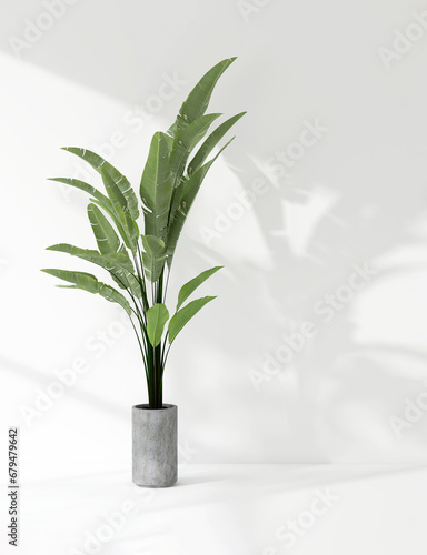 Green tropical banana tree plant in sunlight, soft shadow on white wall room for luxury organic cosmetic, skincare, body care, beauty product background, interior design decoration 3D