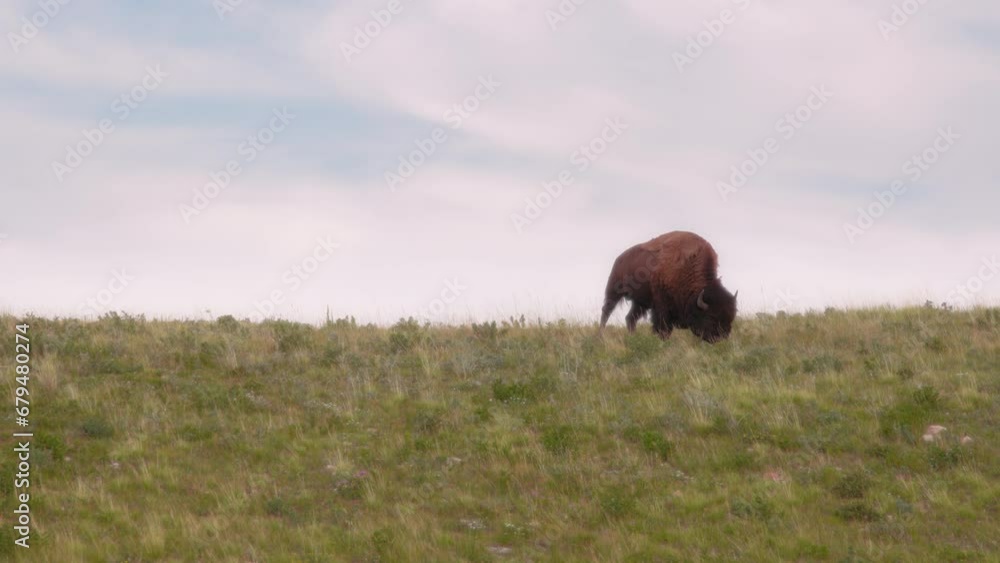 Single buffalo grazing on the meadow near Waterton Lakes National Park, Canada. Single buffalo grazing on the meadow near Waterton Lakes National Park, Canada.
