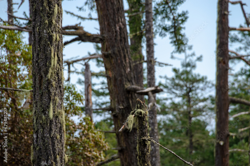 A coastal & forest scene at Vancouver Island's East Sooke Park where the Pacific Ocean meets Canada's rain forest 