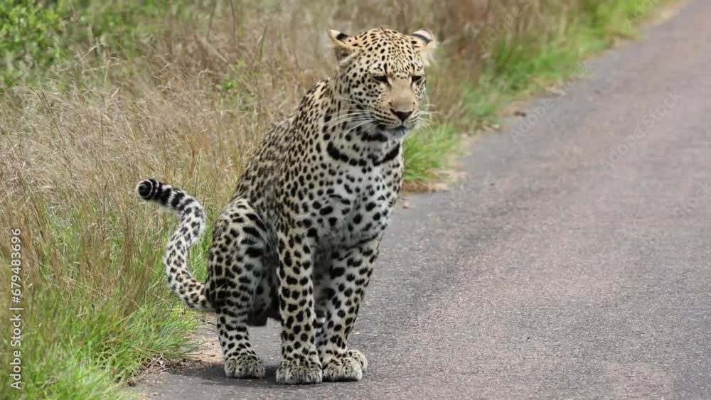 A young male leopard leaving his mark on the road A young male leopard leaving his mark on the road