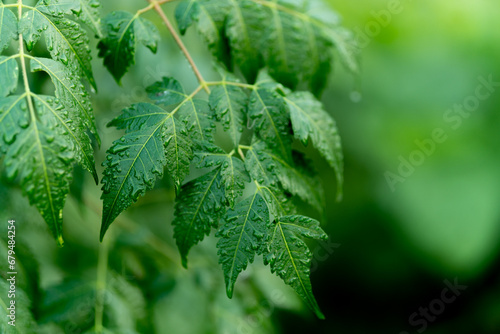 Photos Green dewy neem leaves