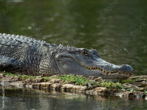 Close Up of the Head and Torso of an American Alligator