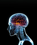 Highlight Human Brain Inside the Head