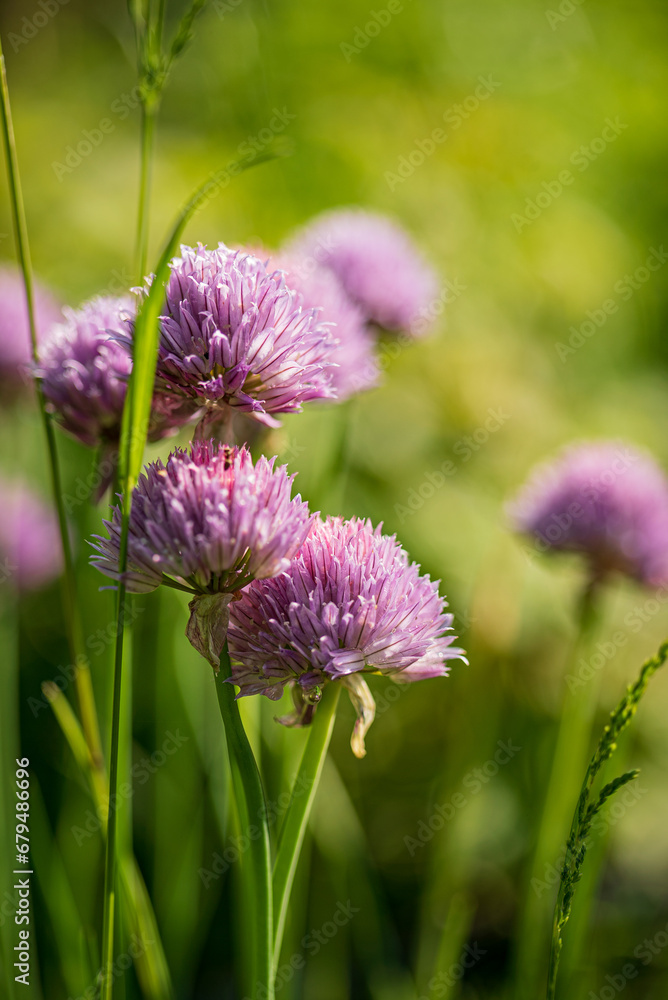 Chive flowers in the garden Chive flowers in the garden