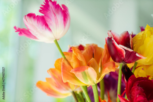 colorful tulips in the vase © Maksim Shebeko