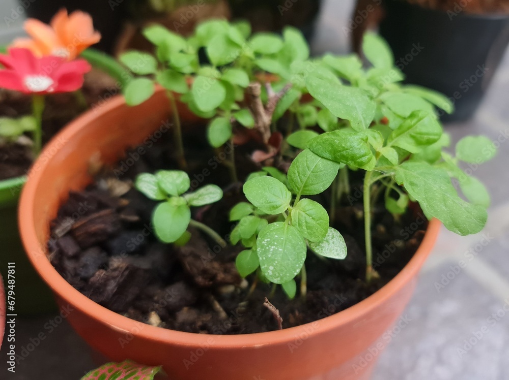 seedlings in a pot seedlings in a pot