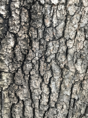 Deciduous tree bark. Textural background