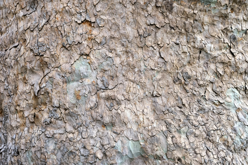 Close-up texture of tree bark in brown beige tones. Close-up texture of tree bark in brown beige tones.