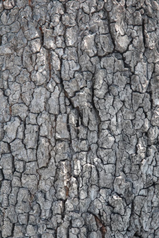 Deciduous tree bark. Textural background Deciduous tree bark. Textural background