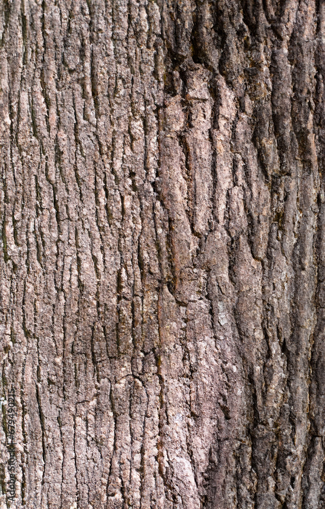 Obraz premium Deciduous tree bark. Textural background