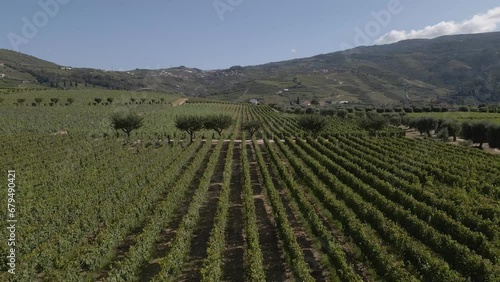 Wallpaper Mural Aerial view of a vineyard in Lamego Portugal, drone moving left showing the extension of the vineyard, parallel line of the vines and the mountain in the background.  Torontodigital.ca