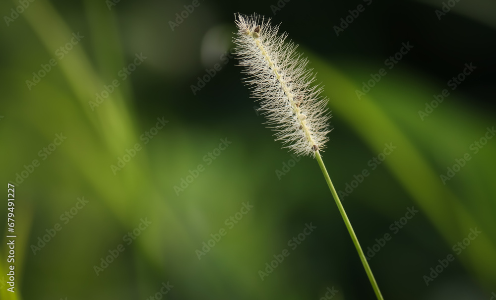 Flower of grass in nature, Foxtail grass in the sunlight. Flower of grass in nature, Foxtail grass in the sunlight.