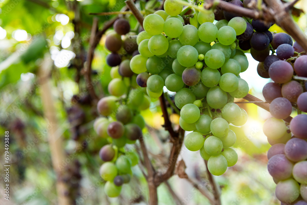 Green grapes on the vine