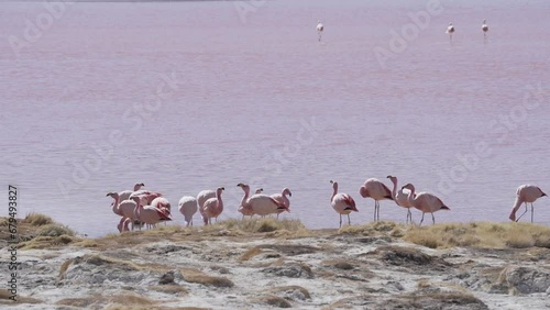 Group of pink flamingos gathering in the colorful saline water of Laguna Colorada, a popular stop on the trip to Uyuni Salf Flat in the high altitude of the Altiplano in the Andes of Bolivia. photo