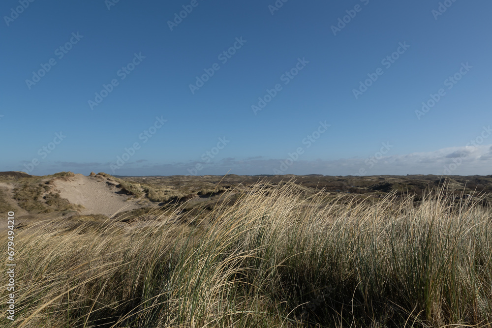 Marram grass  (Ammophila arenaria) in front of a dune landscape at the Dutch North sea