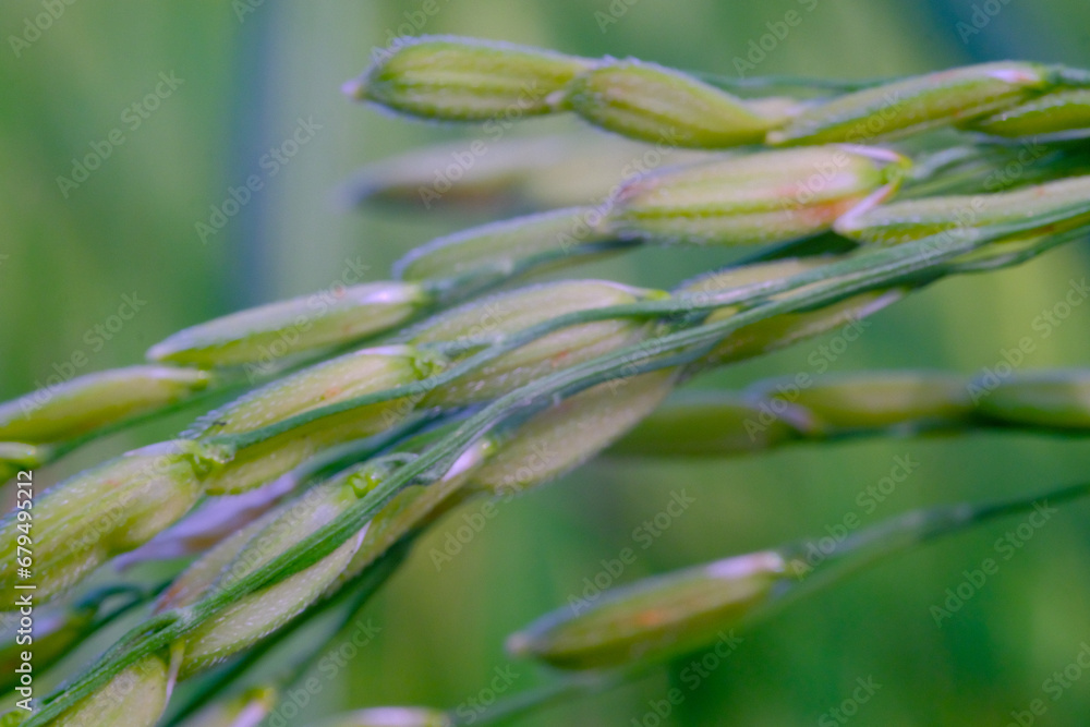 Macro Photography. Plants Close up. Macro shot of green rice grains from the rice plant (Oryza sativa) in the morning. Detailed and macro photos of rice grains, unripe rice grains. Shot in Macro lens Macro Photography. Plants Close up. Macro shot of green rice grains from the rice plant (Oryza sativa) in the morning. Detailed and macro photos of rice grains, unripe rice grains. Shot in Macro lens