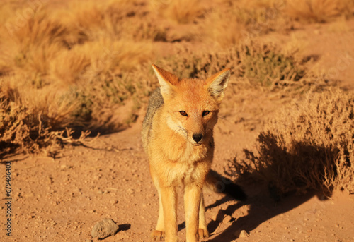 Beautiful Andean Fox Gracing in the Foothill Meadow of Atacama Desert, the Los Flamencos National Reserve, Northern Part of Chile, South America photo