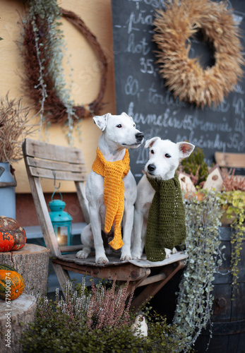 Patterdale terrier portrait. Stopping for a coffee.