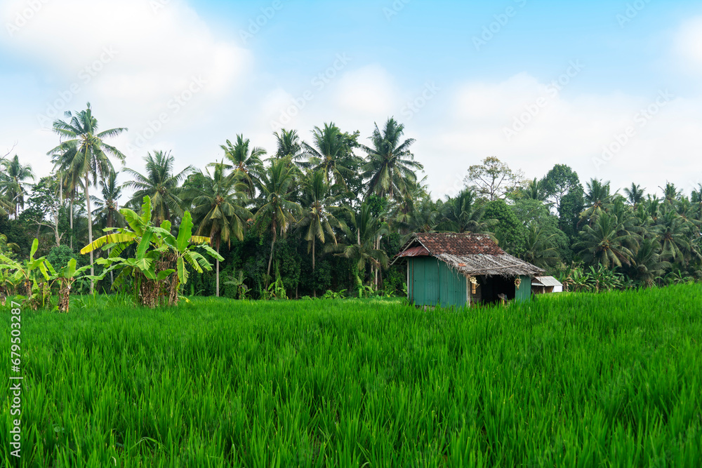 Traditional balinese wooden house in rice fields. Traditional balinese wooden house in rice fields.