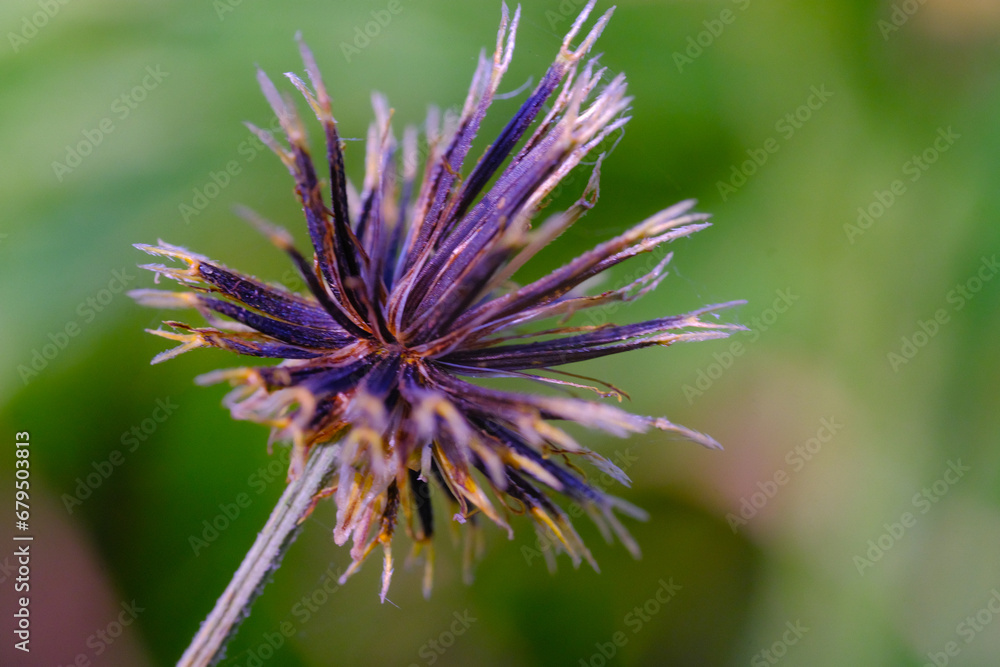 Macro Photography. Plants Close up. Macro shot of dried Bidens Pilosa flowers. Detailed and macro photos of dried Bidens Pilosa flower. Shot in Macro lens Macro Photography. Plants Close up. Macro shot of dried Bidens Pilosa flowers. Detailed and macro photos of dried Bidens Pilosa flower. Shot in Macro lens