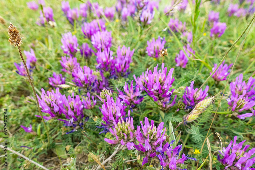 Flowers on Cape Tarkhankut. The rocky coast of the Dzhangul Reserve in the Crimea. Turquoise sea water. Rocks and grottoes of Cape Tarkhankut on the Crimean Peninsula Flowers on Cape Tarkhankut. The rocky coast of the Dzhangul Reserve in the Crimea. Turquoise sea water. Rocks and grottoes of Cape Tarkhankut on the Crimean Peninsula