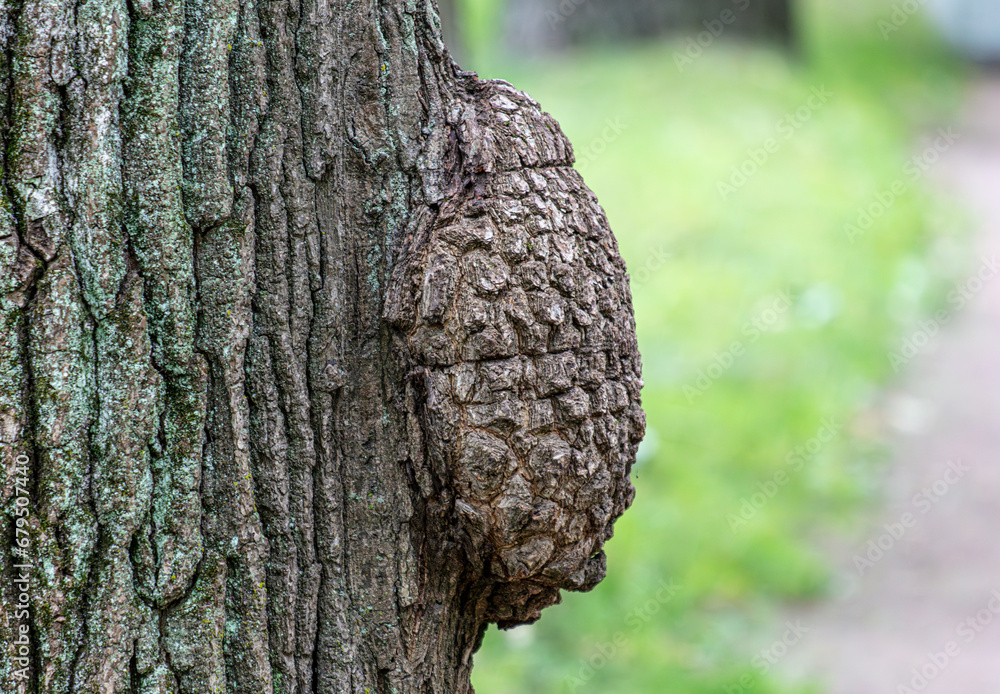 Obraz premium Cancerous tumor on the bark of a tree