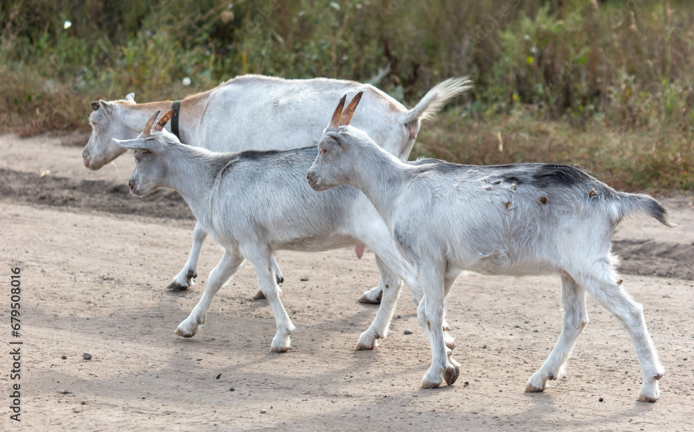 Goats walk along a dirt road to a pasture Goats walk along a dirt road to a pasture