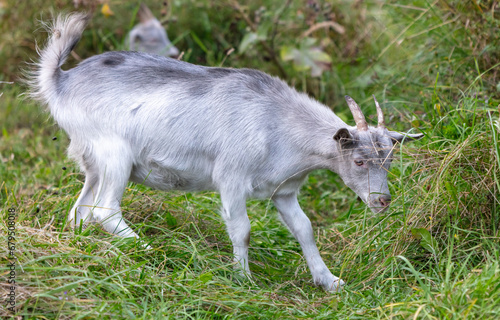 A goat grazes in the grass in a pasture © schankz