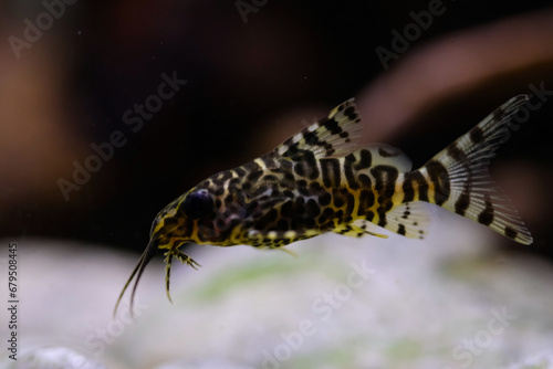 Macro Photography. Animal Close up. Macro shot of Synodontis nigriventris catfish in the aquarium. Fish on tanks. Shot in Macro lens photo