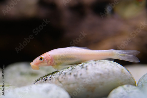 Animal Photography. Animal Close up. Macro shot of White Chinese algae eater fish swimming freely in the aquarium. Shot in Macro lens