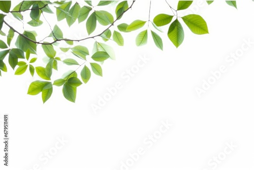 natural leaves branches isolated on white, Generative AI