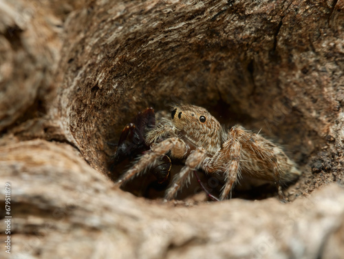 House jumping spider eat prey in the hole of wood