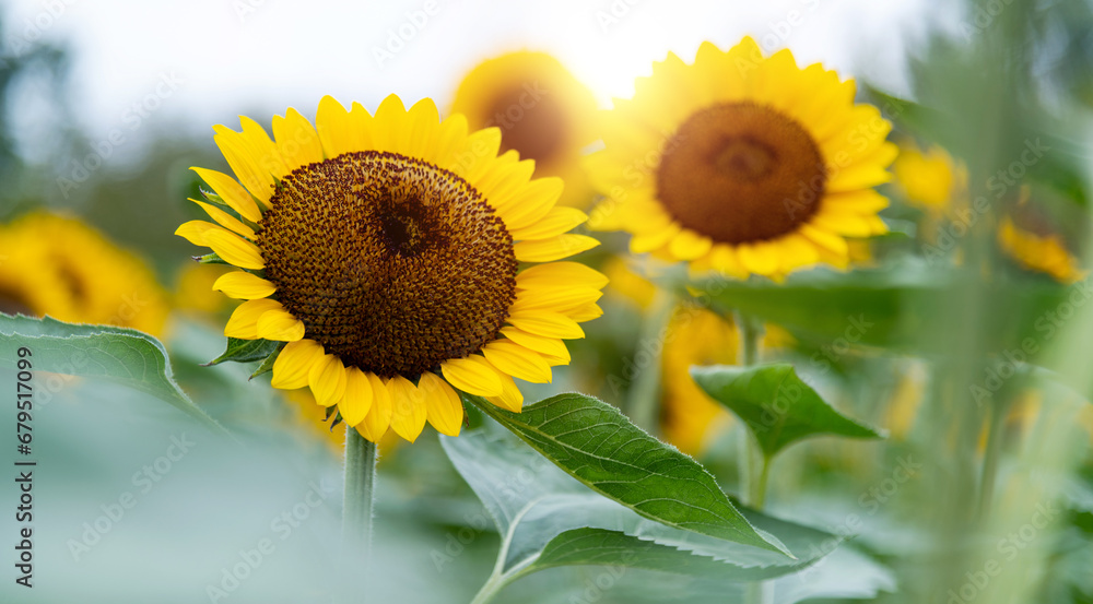 Obraz premium Sunflowers blooming in the field